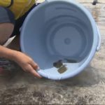 20170707小学生がヒラメを海へ放つ (11)