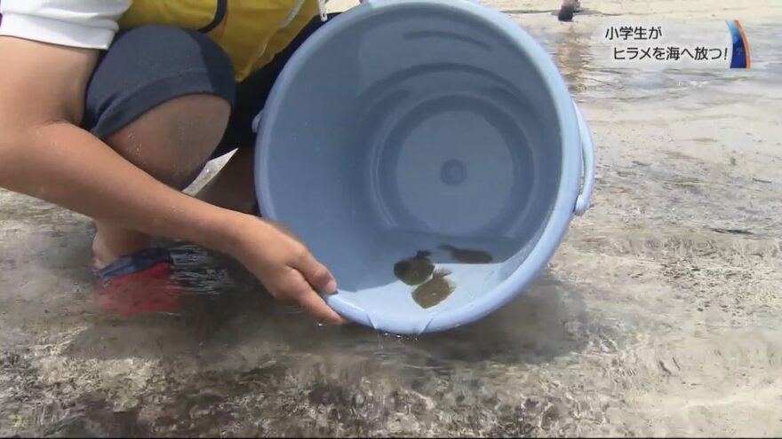 2017.7.7 地元の漁業体験 小学生が海にヒラメ放流　／勝浦市