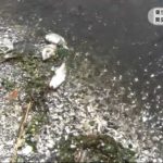 20170711東京湾で赤潮発生異臭漂い魚の死骸も (1)