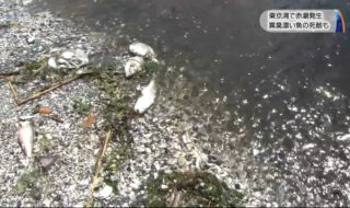 20170711東京湾で赤潮発生異臭漂い魚の死骸も (1)