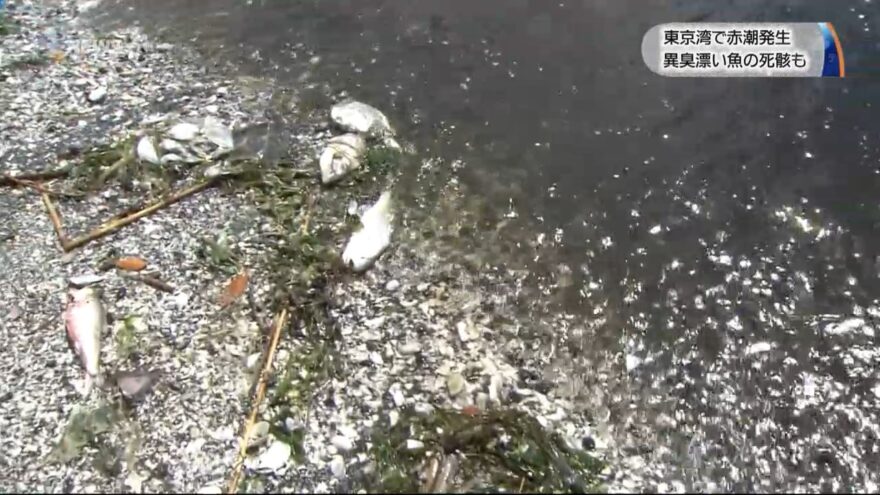 東京湾で赤潮　異臭が漂い魚の死骸も・・・