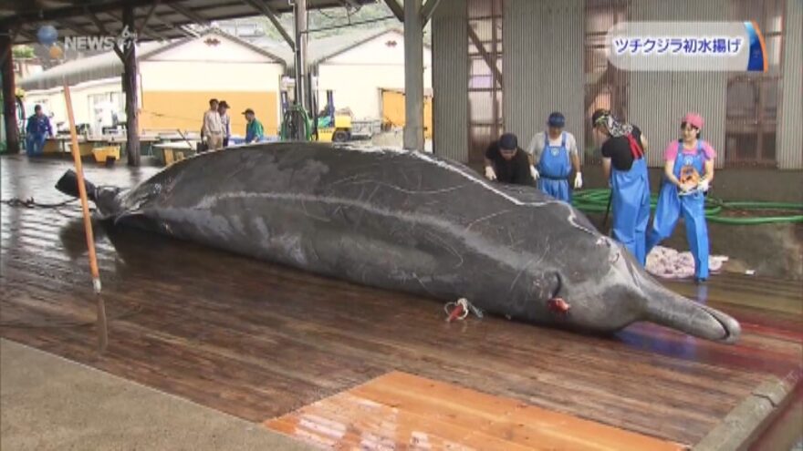 南房総市　ツチクジラ初水揚げ