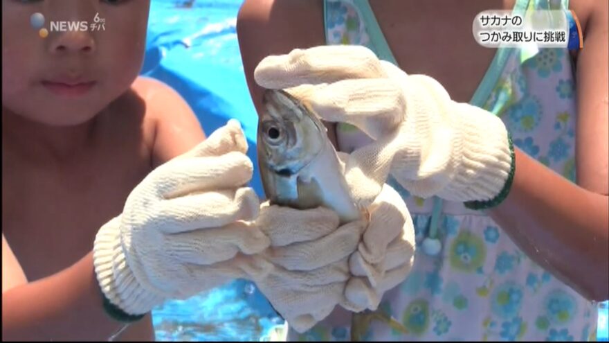 山武市の海水浴場で魚のつかみ取り体験イベント