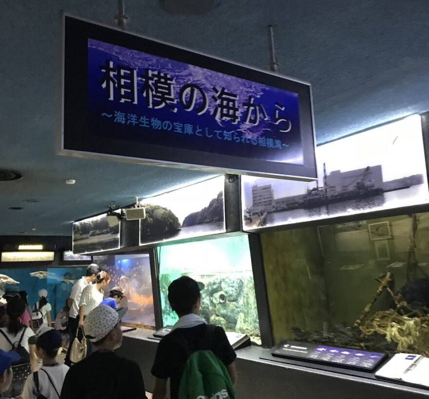 8月5日（2日目）ハーバーフリープログラム～水族館のお仕事体験（油壷マリンパーク）