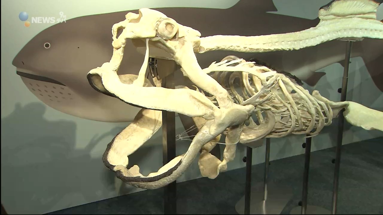 世界初！ “幻のサメ”の骨格標本 鴨川シーワールドでお披露目 | 海と 