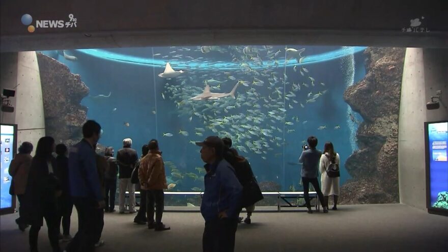 イノシシにちなんだ「魚」も　鴨川シーワールドで２０１９年干支の生き物～海の猪たち～