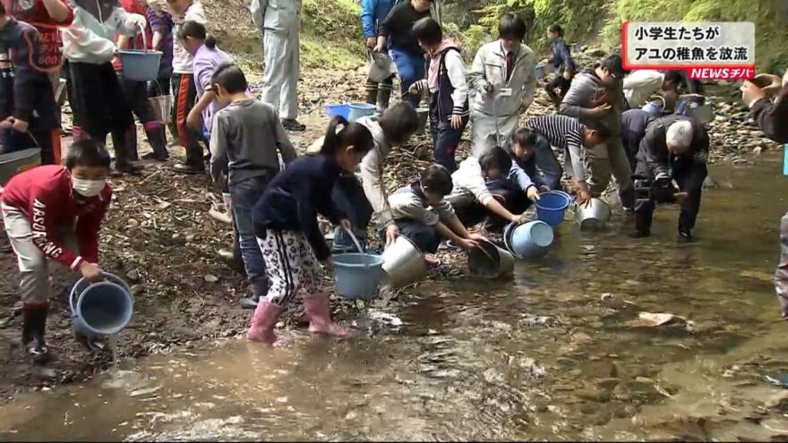 海で育った天然のアユが戻ってくる　富津市の小学生ら　アユの稚魚２５００匹を放流