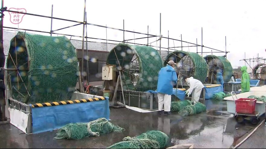 海苔の種付け始まる　富津市