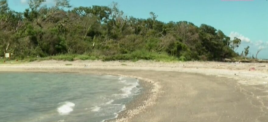 50年後の森を目指して　沖ノ島の森　再生活動（後編）