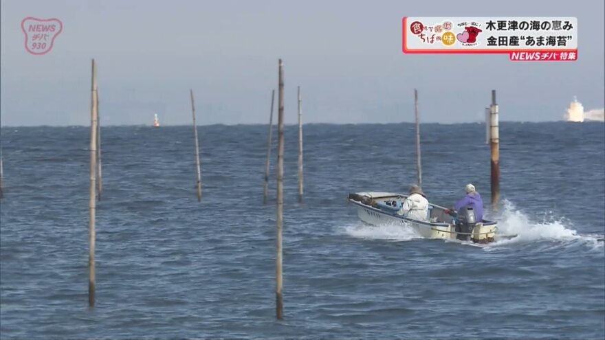 木更津の海の恵み　金田産“あま海苔”【前編】