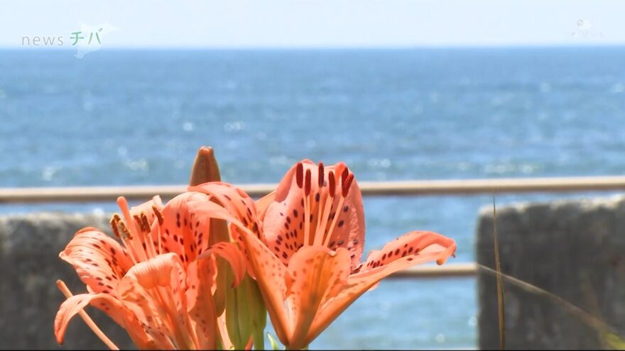 夏の海岸などに咲く「スカシユリ」が見ごろ 千葉県いすみ市の太東海浜植物群落