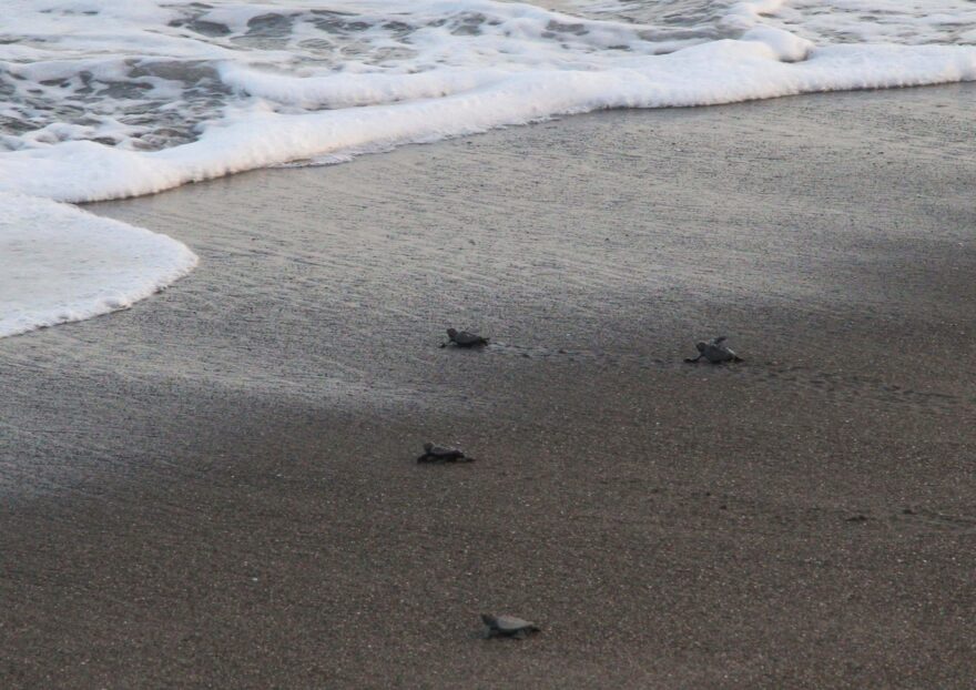 「また戻ってきて…」保護した子ガメを海に放流！