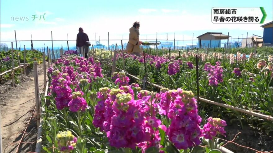 海と花を一望！千葉県南房総市で早くも春の花咲き誇る