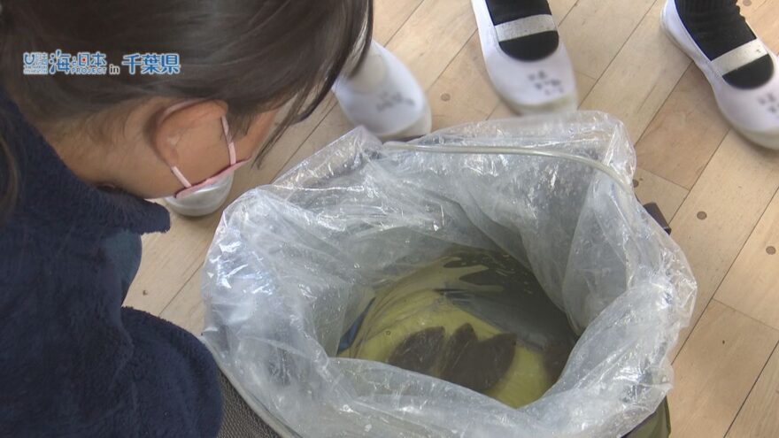 『魚を育て・学び・悩んで』海の恵みといのちの大切さを学ぶ陸養プロジェクト in 松戸市立馬橋小学校