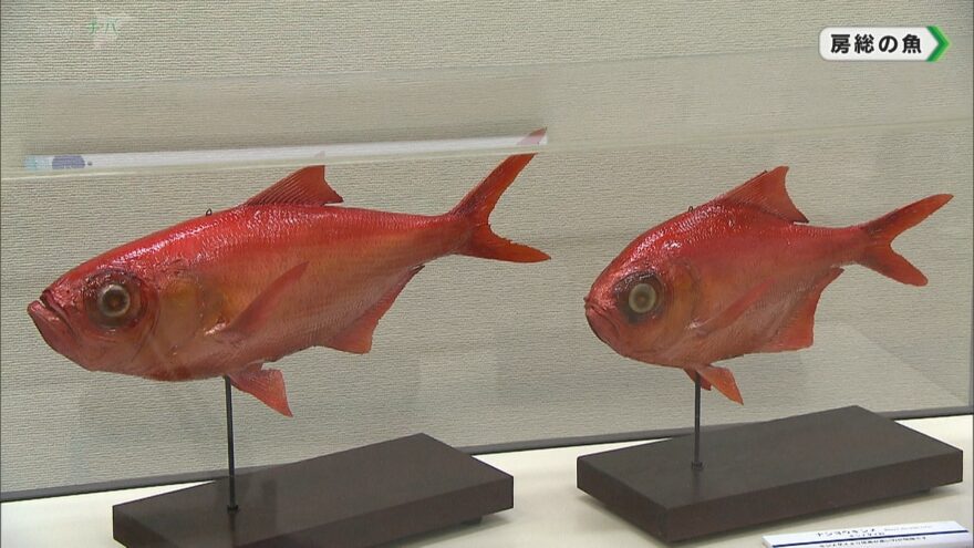 名魚・珍魚・ふつうの魚？房総半島周辺で獲れる「魚」の展覧会 5月7日まで