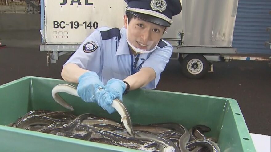 「土用の丑の日」前に　ウナギ輸入が最盛期　成田空港