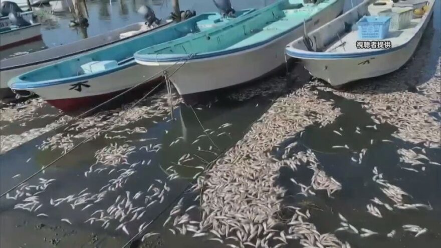 千葉県木更津市の港に大量のイワシが…