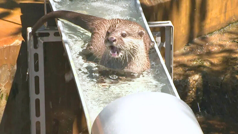 夏の風物詩！？「流しカワウソ」が話題  市川市動植物園