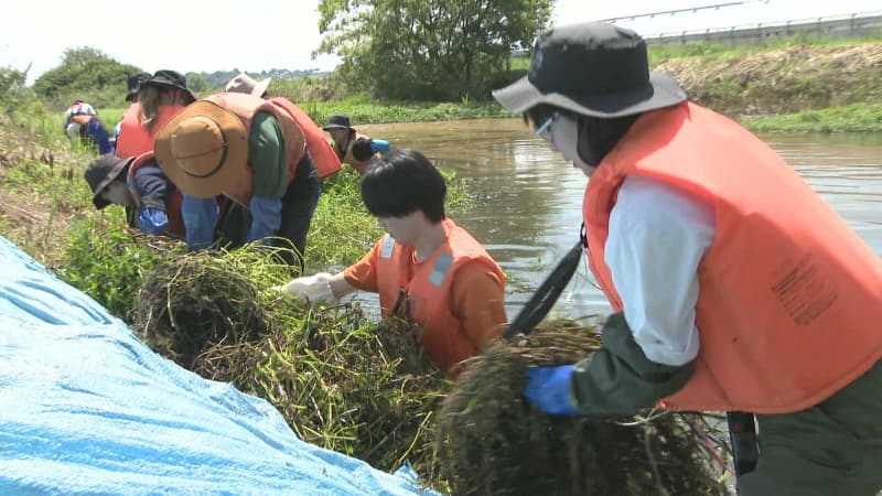 拡大し続ける特定外来生物「ナガエツルノゲイトウ」　学生らが印旛沼周辺で除去活動