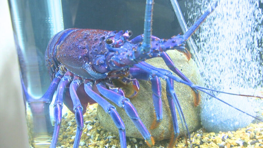 “青”に”白”！？異色のイセエビ　千葉県立中央博物館分館 海の博物館で展示中