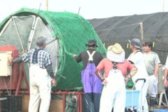 香り高く旨みが強い！「江戸前ちばのり」2025年も富津市で種付け作業スタート