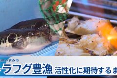 いすみでフグの王様“トラフグ”が豊漁　活性化に期待するまち