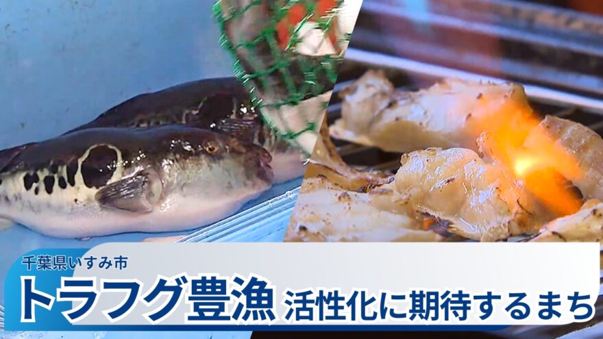いすみでフグの王様“トラフグ”が豊漁　活性化に期待するまち