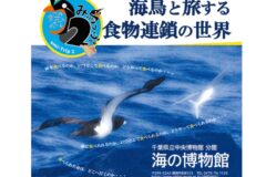 【5/10まで開催中】海の食物連鎖の頂点に立つ捕食者　 “海鳥”と旅する食物連鎖の世界