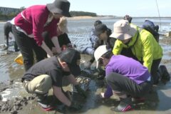 「東京湾の景観を眺めながら楽しんで」　富津市の富津海岸潮干狩り場がオープン！
