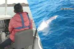 「温かいご支援を」 銚子沖のイルカ・クジラウォッチング船が「問題」に直面